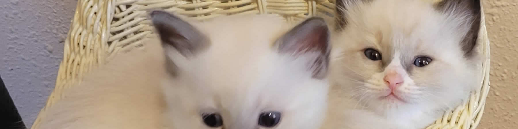 Contact us to learn more about our Ragdoll kittens