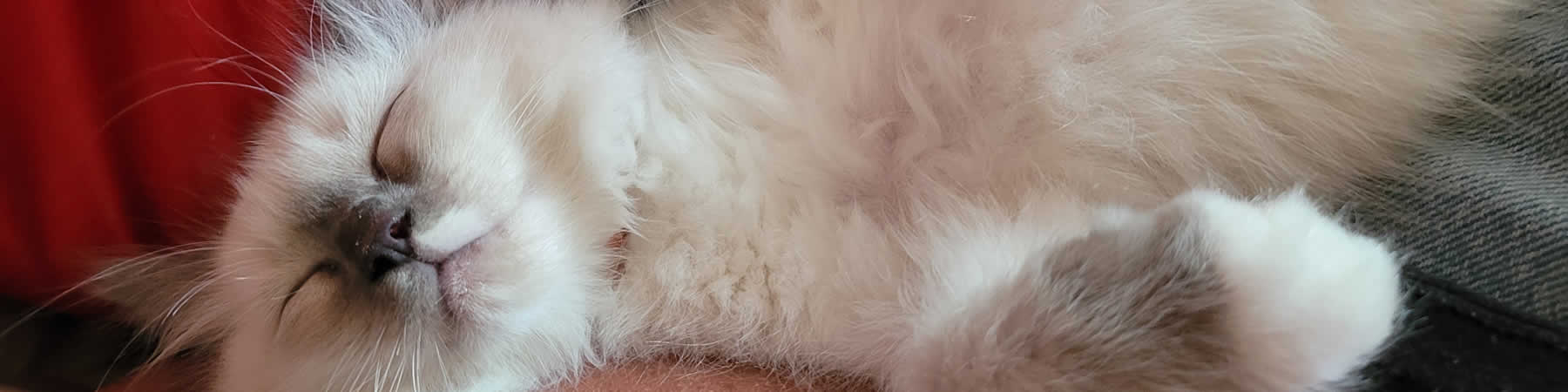 Adoption Process for Ragdoll Kittens in North Dakota