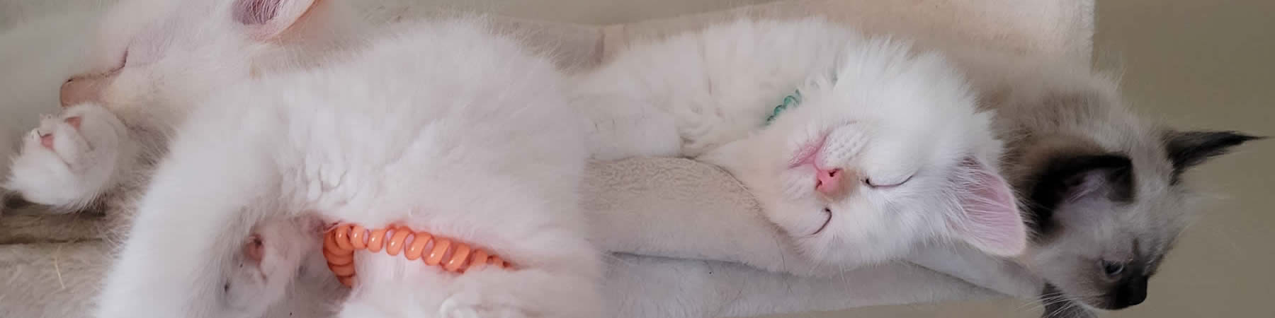 Available Ragdoll Kittens in North Dakota
